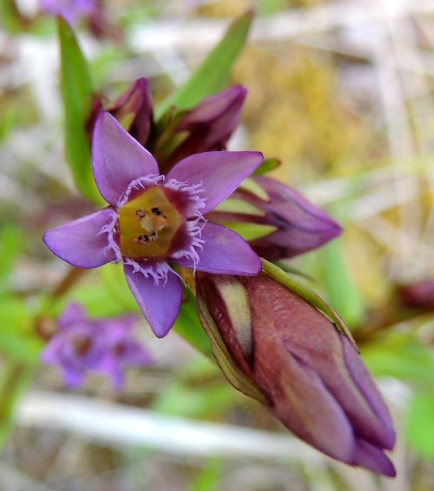 Gentianella amarella var. lingulata - horkkakatkeron var. kesähorkkakatkeron teriön kärkiliuskat ovat puikeahkot ja noin 6-7 mm pitkät. Kuvassa näkyy hyvin lisäteriön lehtien muoto ja ripsiliuskaisuus. Heteitä on lähes aina viisi ja emi on kaksiluottinen. KP, Vimpeli, Kotakangas, Kotakankaan entisen kalkkilouhosalueen ympäristö, 18.7.2015. Copyright Hannu Kämäräinen.