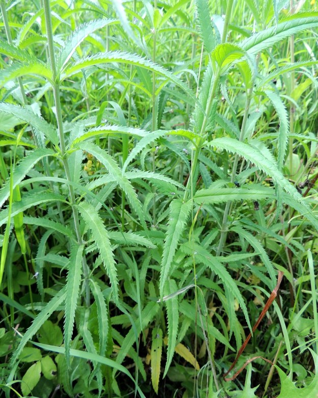 Veronica longifolia var. longifolia - rantatädykkeen var. jokirantatädykkeen varren lehdet ovat vastakkaiset tai hyvin yleisesti kuvan tavoin kolme lehteä säteittäisesti yhdessä. Lehtilapa on lähinnä kapeanpuikea tai kuten kuvassa, lähes tasasoukan puikea. Sen kärkiosa kapenee tasaisesti pitkähköksi ja teräväksi kärjeksi. EH, Hämeenlinna, Sairio, Sairionranta, Vanajaveden rantaniitty radan ja ulkoilureitin varressa, vesiojan vieressä 21.6.2013. Copyright Hannu Kämäräinen.