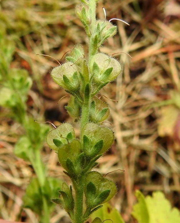 Veronica officinalis - rohtotädykkeen kota on noin 4-5 mm pitkä ja samanlevyinen, herttamainen ja litteä sekä nystykarvainen. Se on verhiötä selvästi pitempi. Kukkaperä on tukilehdellinen ja noin 1 mm pitkä. Tukilehdet ovat lähes tasasoukat ja yleensä noin 2-3 mm pitkät. Verhiö on neliliuskainen. Myös liuskat ovat lähes tasasoukat ja noin 2 mm pitkät ja vajaa 1 mm leveät. EH, Hämeenlinna, Loimalahti, Hirsimäki, omakotialue, pihamaan laita lähellä metsän reunaa, 7.7.2019. Copyright Hannu Kämäräinen.