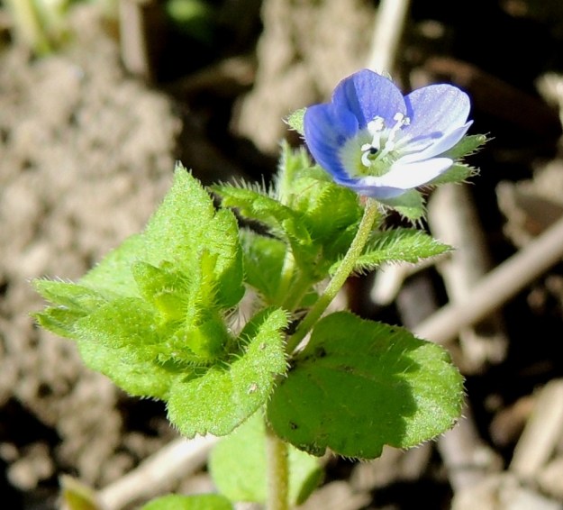 Veronica opaca - himmeätädykkeen poikkeavan kukan erikoisuudet eivät rajoitu vain teriön- ja verhiönliuskoihin. Kukassa on normaalin kahden heteen sijasta kolme hedettä, joista yksi on vielä muita paljon tukevampi ja ponsiltaan kerrannainen. 25.7.2015. Copyright Hannu Kämäräinen.