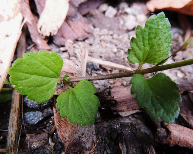 Veronica persica - persiantädykkeen lehdet ovat ruodilliset. Ruoti on yleensä noin 2-10 mm pitkä. Pisimmillään se on alemmissa lehdissä ja lyhenee ylempänä. Lehtilapa on leveänpuikea, tyveltään suorahko ja kärjestään tylppä sekä laidoiltaan isohampainen. Pituutta sillä on tavallisesti noin 0,5-2,5 cm ja leveyttä suunnilleen saman verran leveimmältä kohtaa. EH, Tampere, Tammela, Sorsapuiston pohjoislaita, Lähteenkadun kerrostalon seinusta, 9.7.2014. Copyright Hannu Kämäräinen.