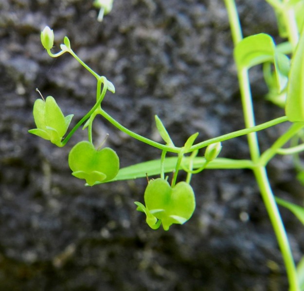 Veronica scutellata - luhtatädykkeen kota on noin 3-3,5 mm pitkä ja 4-4,5 mm leveä sekä herttamainen ja kalju tai nystykarvainen. Se on verhiötä pitempi. Kn, Suomussalmi, Ämmänsaari, Kiantajärvi, Kärrysniemi, järvenranta leirintäalueen kohdalla, 10.7.2011. Copyright Hannu Kämäräinen.