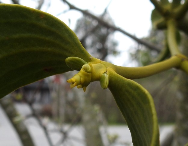 Viscum album subsp. album - euroopanmisteli subsp. lehtipuunmisteli tarhaomenapuulla, Malus domestica. Emikukka sijaitsee jo hieman paisuneen kukkapohjuksen kärjessä. Sen kehälehdet ovat suorahkot tai kaartuvat kärjestään sisäänpäin. Kukkivan kehän leveys on yleensä noin 3-3,5 mm. Kehälehtien välissä on pieni luottipinta. V, Turku, Oriketo, Vanhan Tampereentien laita Linnasmäen kukkulan kohdalla, 4.5.2019. Copyright Hannu Kämäräinen.