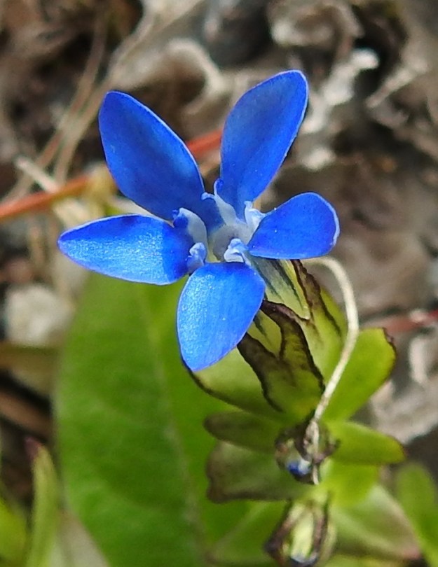 Gentiana nivalis - tunturikatkeron teriönliuskat ovat lähinnä ultramariininsiniset, soikeat ja pyöristyneen suippopäiset sekä noin 3,5-5 mm pitkät ja noin 1,5-2 mm leveät. Liuskojen välissä on pieni, kaksihampainen lisäliuska. Torven nielunsuu on lisäteriötön. Lisäliuskat ja nielun lisäteriöttömyys ovat erottavia tuntomerkkejä Suomen varsinaisten katkeroiden ja ketokatkeroinen, Gentianella, välillä. EnL, Enontekiö, Kilpisjärvi, Saanan alarinne, Käsivarrentien laitaoja lähellä Siilastuvan tienhaaraa, 485 m mpy, 9.7.2018. Copyright Hannu Kämäräinen.