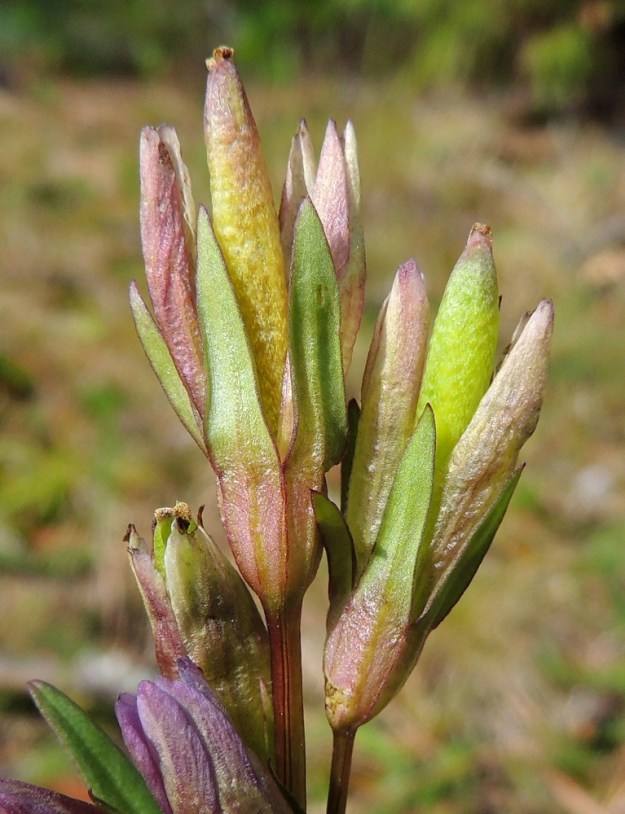 Gentianella amarella var. lingulata - horkkakatkeron var. kesähorkkakatkeron kota on kapean lieriömäinen ja noin 16-20 mm pitkä. Se jää kärkeään lukuun ottamatta kuihtuvan teriön sisään. Kuvan kahdessa kukassa suppuinen teriö ja sen torvi on avattu kodan paljastamiseksi. KP, Vimpeli, Kotakangas, Kotakankaan entisen kalkkilouhosalueen ympäristö, 18.7.2015. Copyright Hannu Kämäräinen.