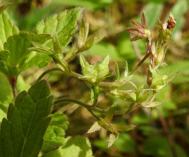 Veronica chamaedrys - nurmitädykkeen kota on noin 4 mm pitkä ja 5 mm leveä sekä malliltaan herttamainen, litteä ja matalahkolovinen. Se on myös karvainen ja verhiötä lyhyempi. EH, Hämeenlinna, Loimalahti, Hirsimäki, omakotitalon pihamaa, 7.7.2019. Copyright Hannu Kämäräinen.