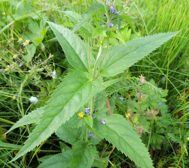 Veronica longifolia var. longifolia -rantatädykkeen var. jokirantatädykkeen kapeanpuikea lehtimalli. Lavan tyvi on pyöreä tai lähes suora. Lehtilapa on yläpinnaltaan tavallisesti kalju sekä alapinnaltaan harvaan lyhytkarvainen. Pituutta sillä on ylöspäin lyheten tavallisesti noin 7-12 cm ja leveyttä leveimmältä kohtaa noin 1,5-3 cm. PeP, Tervola, Mattinen, Kemijoen kaakkoispuolinen rantatöyräs koulun lähellä, 16.7.2015. Copyright Hannu Kämäräinen.