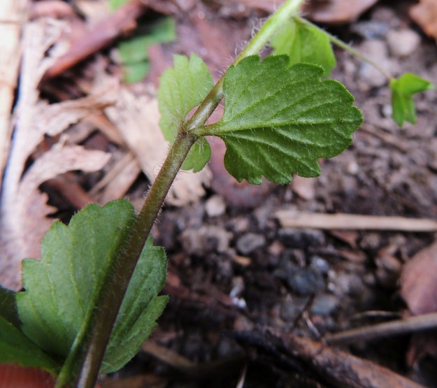Veronica persica - persiantädykkeen varret ovat liereät, karvaiset ja aika usein alaosastaan punertavat tai ruskehtavat. Lehdet ovat molemmin puolin karvaiset ja sulkasuoniset. EH, Tampere, Tammela, Sorsapuiston pohjoislaita, Lähteenkadun kerrostalon seinusta, 9.7.2014. Copyright Hannu Kämäräinen.