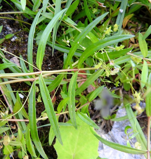 Veronica scutellata - luhtatädykkeen lehdet ovat vastakkaiset, ruodittomat ja kapeansuikeat tai tasasoukat sekä teräväkärkiset. Ne ovat kaljut tai karvaiset ja tavallisesti noin 15-40 mm pitkät sekä leveimmältä kohtaa noin 2-5 mm leveät. V, Masku, Humikkala, vanhan soranottoalueen pohjoisin lampi (Ison Kiven kuoppa) Raumantien ja Ruskontien kulmauksessa, eteläranta, 27.7.2018. Copyright Hannu Kämäräinen.