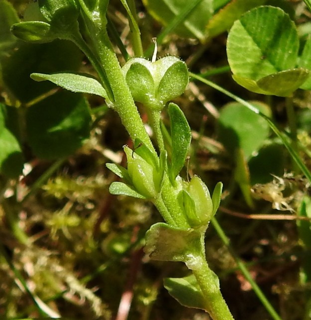 Veronica serpyllifolia subsp. serpyllifolia - orvontädykkeen subsp. etelänorvontädykkeen tertturanka ja kukkaperät ovat lyhyesti valkokarvaiset. Pohjanorvontädykkeellä, subsp. humifusa, kukkaperä on tiheään ruskea- ja nystykarvainen. Orvontädykkeen kota on noin 4 mm pitkä ja 5 mm leveä, herttamainen ja litteä sekä erityisesti reunoiltaan nystykarvainen. Se yltää noin verhiönliuskojen kärjen tasolle. EH, Hämeenlinna, Loimalahti, Hirsimäki, omakotialueen piha Näsiäntien varressa, 4.6.2015. Copyright Hannu Kämäräinen.