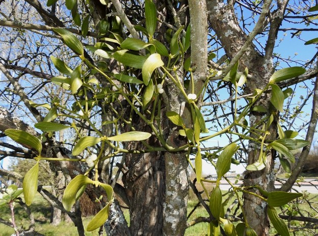Viscum album subsp. album - euroopanmisteli subsp. lehtipuunmisteli tarhaomenapuulla, Malus domestica. Aluksi vihreät marjat muuttuvat valkoisiksi ja ovat pitkäikäisiä kypsyen hitaasti. Niiden sisältämät, siemenen tehtävää hoitavat alkiot ovat itävimmillään vasta seuraavana keväänä, uuden kukinnan aikaan. Tällöin marjat ovat jääneet jo uusien vuosikasvainten tyvelle. V, Turku, Oriketo, Vanhan Tampereentien pohjoispuolen niitty Turun Kehätieltä lounaaseen. 9.5.2020. Copyright Hannu Kämäräinen.
