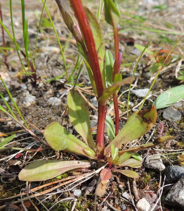 Gentianella amarella var. lingulata - horkkakatkeron var. kesähorkkakatkeron aluslehdet ovat vielä kukintavaiheessa elinvoimaiset, kun taas syyshorkkakatkerolla, var. amarella, ne ovat jo kuihtuneet. Lehdet ovat vastapuikean kielimäisiä ja pyöreäpäisiä sekä ruodittomia tai siipipalteisesti ruodillisia. Pituutta lehdillä on yleensä noin 10-35 mm ja leveyttä leveimmältä kohtaa noin 3-13 mm. Varsi on usein, ainakin alaosastaan, punaruskea. KP, Vimpeli, Kotakangas, Kotakankaan entisen kalkkilouhosalueen ympäristö, 18.7.2015. Copyright Hannu Kämäräinen.