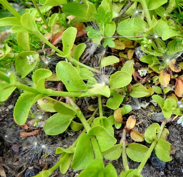 Veronica serpyllifolia subsp. serpyllifolia - orvontädykkeen subsp. etelänorvontädykkeen lehdet ovat soikeat, leveänsoikeat tai puikeahkot, kuten kuvan alalaidassa keskellä. Ne ovat kaljut tai karvaiset ja laidoiltaan ehyet tai matalahampaiset. Pituutta lehtilavalla on tavallisesti noin 7-15 mm ja leveyttä leveimmältä kohtaa noin 4-10 mm. EH, Hämeenlinna, Vuorentaka, Lakee, Hirsimäenkadun laita, pensasaidan vierus, 4.6.2020. Copyright Hannu Kämäräinen.