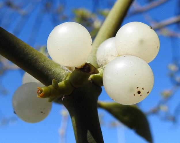 Viscum album subsp. album - euroopanmisteli subsp. lehtipuunmisteli tarhaomenapuulla, Malus domestica. Marja paisuu kukkapohjuksesta ja kehittyy helmimäisen pyöreäksi ja valkoiseksi. Sen kärkeen jää kehästä muistoksi viisi ruskeaa pistettä. Läpimitaltaan marjat ovat noin 6-10 mm. Kuvassa marjojen seuraksi, vuosikasvaimen tyviniveleen on putkahtanut myös uusi emikukka. V, Turku, Oriketo, Vanhan Tampereentien pohjoispuolen niitty Turun Kehätieltä lounaaseen. 9.5.2020. Copyright Hannu Kämäräinen.