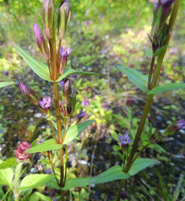 Gentianella amarella var. lingulata - horkkakatkeron var. kesähorkkakatkeron varsilehdet ovat vastakkaiset, ruodittomat, kaljut ja silposuoniset. Malliltaan ne ovat yleisimmin puikeat ja kärjestään pitkäsuippuiset. Pituutta niillä on tavallisesti noin 15-35 mm ja leveyttä leveimmältä kohtaa noin 2-15 mm. Varret ovat kaljut ja särmikkäät. KP, Vimpeli, Kotakangas, Kotakankaan entisen kalkkilouhosalueen ympäristö, 18.7.2015. Copyright Hannu Kämäräinen.