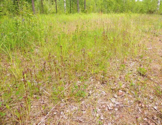 Gentianella amarella var. lingulata - horkkakatkero var. kesähorkkakatkero on maatalouden rakennemuutoksen myötä suuresti harvinaistunut ja on valtakunnallisesti erittäin uhanalainen samoin kuin nimimuunnoskin, syyshorkkakatkero, var. amarella. Hakamaa- ja niittylaidunnuksen loppuminen ja sitä seurannut umpeutuminen ja metsittyminen ovat vieneet elinmahdollisuudet suurelta osalta katkeropaikoista. Onneksi joitakin valopilkkuja on vielä jäljellä, kuten tämän kuvasarjan pohjaltaan avoimet niitty- ja kallioketoalueet, joilla kuvanottoajankohtana kasvoi yhteensä ainakin 6 440 kukkavarrellista yksilöä. KP, Vimpeli, Kotakangas, Kotakankaan entisen kalkkilouhosalueen ympäristö, 18.7.2015. Copyright Hannu Kämäräinen.