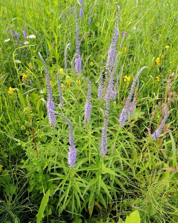 Veronica longifolia var. longifolia - rantatädyke var. jokirantatädyke ehtii Etelä-Suomessa nykyisin kukkaan jo kesäkuussa. Vaakasuoran juuristonsa avulla se kasvattaa usein tiheitä varsiryhmiä. EH, Hämeenlinna, Sairio, Sairionranta, Vanajaveden rantaniitty radan ja ulkoilureitin varressa, vesiojan vieressä 21.6.2013. Copyright Hannu Kämäräinen.