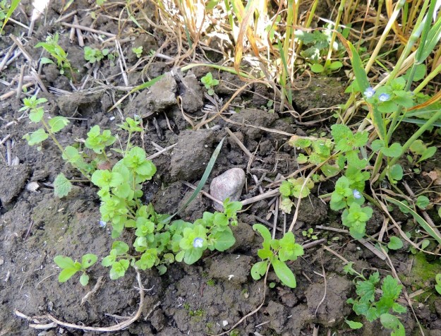 Veronica opaca - himmeätädyke on tyveltään rento ja juurehtiva sekä varreltaan pystyyn koheneva, yksivuotinen laji, joka ei kestä kasvualustansa umpeutumista. Niinpä sen kasvupaikkoja ovatkin yleensä pellonlaiteet, vihannesmaat ja puutarhat yms. paikat, joissa maanmuokkaus on säännöllistä. U, Kerava, Imppalanmäki, Kivisillantien eteläpuolen pellonreuna lähellä Keravan kartanoa, 25.7.2015. Koko kuvasarja on samalta kasvupaikalta. Copyright Hannu Kämäräinen.
