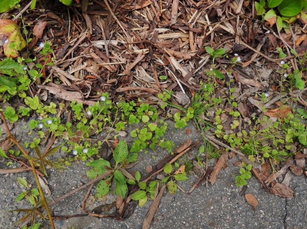 Veronica persica - persiantädyke voi yksivuotisuudestaan huolimatta vakinaistua sinnikkäästi kasvupaikalleen, jos sen olosuhteet eivät muutu. Kuvan kasvupaikalla, talon seinustan istutusten liepeillä, laji on viihtynyt vuosikymmeniä. Vanhin tieto samalta kasvupaikalta on Kasviatlaksessa jo vuodelta 1977. EH, Tampere, Tammela, Sorsapuiston pohjoislaita, Lähteenkadun kerrostalon seinusta, 9.7.2014. Copyright Hannu Kämäräinen.