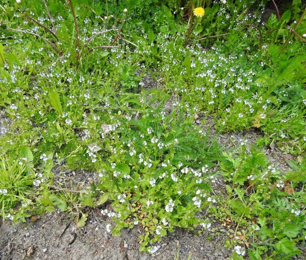 Veronica serpyllifolia subsp. serpyllifolia - orvontädyke subsp. etelänorvontädyke on hentojuurisena huonohko kilpailija ja hyötyy selvästi kasvualustansa aukkoisuudesta ja rikkoutumisesta. EH, Hämeenlinna, Vuorentaka, Lakee, Hirsimäenkadun laita, pensasaidan vierus, 4.6.2020. Copyright Hannu Kämäräinen.