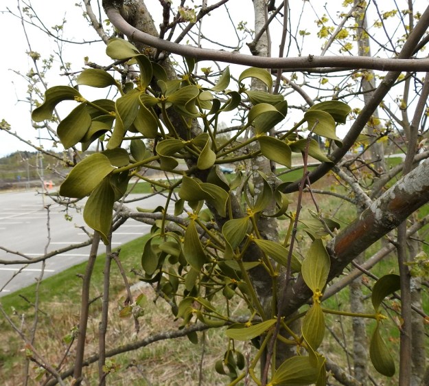 Viscum album subsp. album - euroopanmisteli subsp. lehtipuunmisteli tarhaomenapuulla, Malus domestica. Misteli on puoliloinen, joka ottaa imujuurillaan vettä ja ravinteita isäntäkasvista. Se on kuitenkin kokonaan vihreä ja näin ollen yhteyttää itse. Puussa juuriaan levittävä misteli kasvattaa usein useampia versoja. Kuvankin versot ovat melkoisella varmuudella samaa yksilöä. V, Turku, Oriketo, Vanhan Tampereentien laita Linnasmäen kukkulan kohdalla, 4.5.2019. Copyright Hannu Kämäräinen.