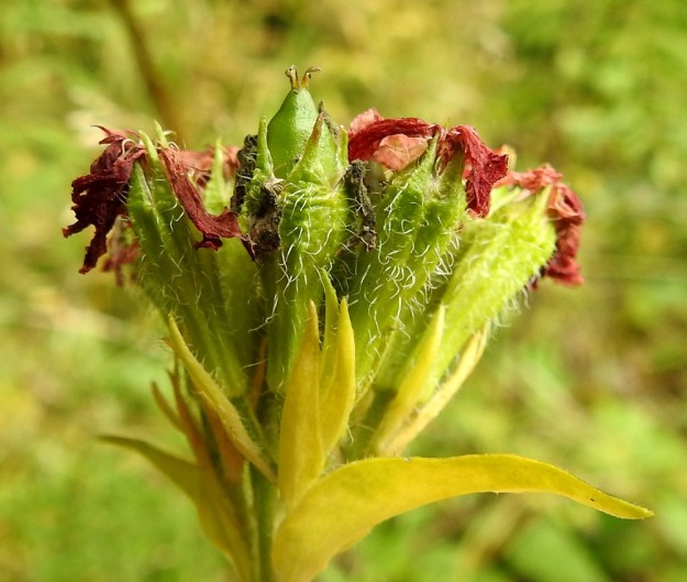 Lychnis chalcedonica - palavanrakkauden kota on munamainen ja suipohkopäinen sekä noin 8-10 mm pitkä ja 5-6 mm leveä. Se on noin verhiön mittainen tai hieman sitä pitempi ja avautuu viisiliuskaisesti. EH, Hämeenlinna, Loimalahti, Kuokkamaa, Sammontien ja laitametsikön välinen piennar Myllyojan länsipuolella, 25.8.2020. Copyright Hannu Kämäräinen.