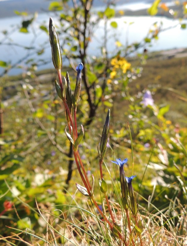 Gentiana nivalis - tunturikatkero voi kasvaa myös yksittäisvartisena ja kookkaana haaroen jokaisesta lehtihangastaan. EnL, Enontekiö, Kilpisjärvi, Saanan lounaisrinne, ensimmäinen, matala pahtaseinämä tunturikoivikkorinteessä, retkeilykeskuksen kohdalla, luonnonsuojelualue, 600 m mpy, 17.7.2013. Copyright Hannu Kämäräinen.
