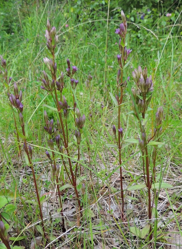 Gentianella amarella var. lingulata - horkkakatkero var. kesähorkkakatkero muuntelee paljon ulkomuodoltaan. Pituus kuvasarjan katkeroiden kasvualueella vaihteli noin välillä 5-40 cm. Osa yksilöistä on haarattomia ja osa runsaastikin haarovia. Sen myötä myös kukkien määrä vaihtelee paljon. KP, Vimpeli, Kotakangas, Kotakankaan entisen kalkkilouhosalueen ympäristö, 18.7.2015. Copyright Hannu Kämäräinen.
