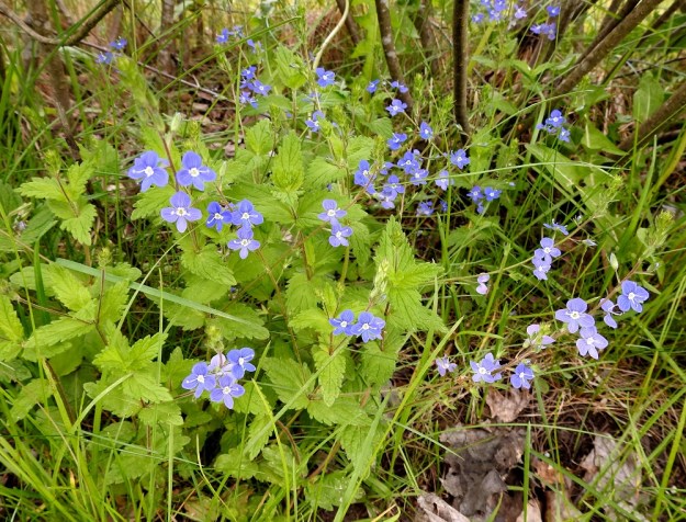 Veronica chamaedrys - nurmitädyke on tavallisesti noin 10-35 cm korkea. Lehdet ovat varrella vastakkaisesti. Kukkatertut sijaitsevat yleensä pareittain varren latvaosan lehtihangoissa. EH, Hämeenlinna, Loimalahti, Kuokkamaa, Sammontien laide Myllyojan länsipuolella, 4.6.2019. Copyright Hannu Kämäräinen.