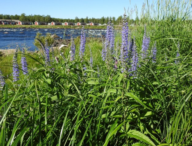 Veronica longifolia var. longifolia -rantatädyke var. jokirantatädyke on nimensä mukaisesti tyypillinen laji Pohjois-Suomen jokivarsilla. PeP, Tornio, Kukkola, Niskala, Tornionjoen Kukkolankosken ranta-alue, 12.7.2018. Copyright Hannu Kämäräinen.