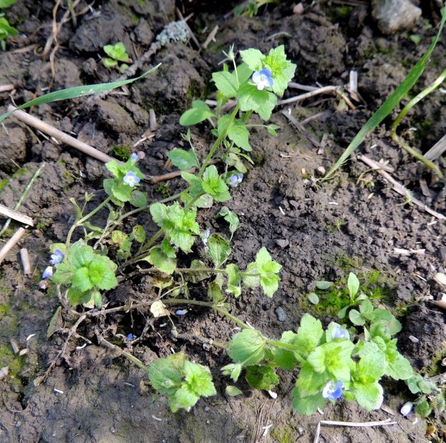 Veronica opaca - himmeätädykkeen varret haarovat yleensä tyveltä ja kasvavat tavallisesti noin 10-30 cm pitkiksi. 25.7.2015. Copyright Hannu Kämäräinen.