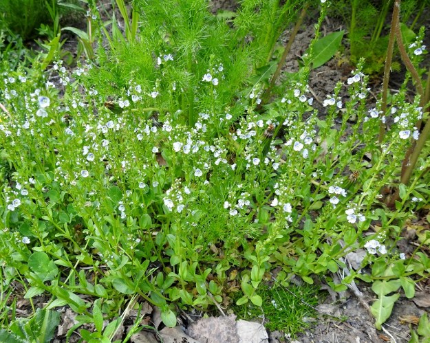 Veronica serpyllifolia subsp. serpyllifolia - orvontädyke subsp. etelänorvontädyke on tyviosastaan suikertava, haarova ja juurehtiva. Hyvällä kasvupaikalla se muodostaa nopeasti tiheitä kasvustoja. EH, Hämeenlinna, Vuorentaka, Lakee, Hirsimäenkadun laita, pensasaidan vierus, 4.6.2020. Copyright Hannu Kämäräinen.