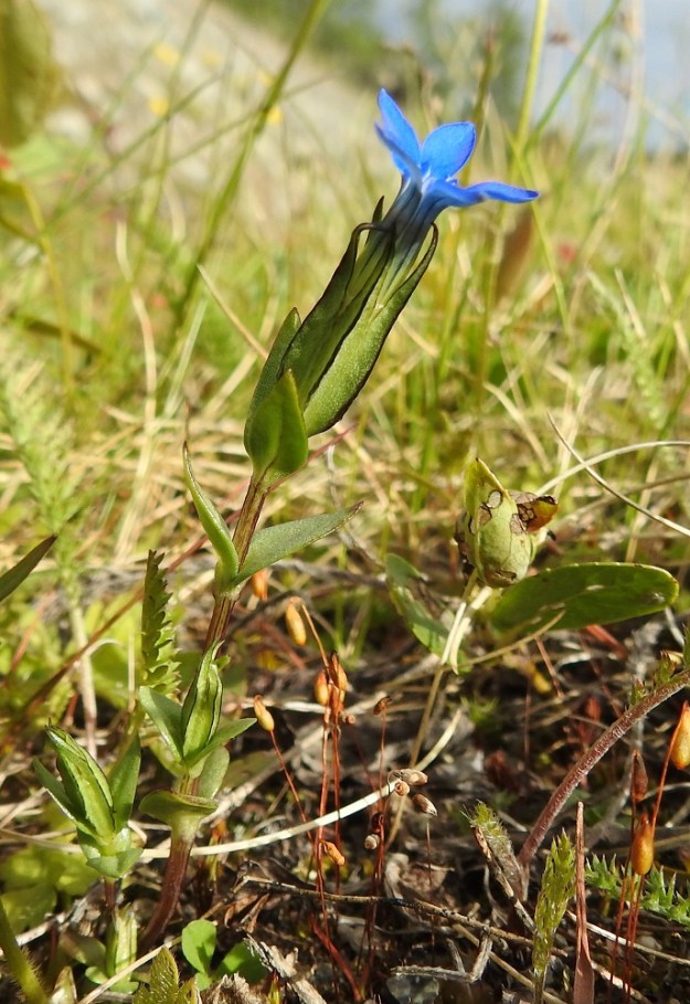 Gentiana nivalis - tunturikatkeron pienet yksilöt ovat usein haarattomia, vaikka kuvan katkerossa onkin yhdessä lehtihangassa jo haaran kukkanuppu. EnL, Enontekiö, Kilpisjärvi, Saanan alarinne, Käsivarrentien laitaoja lähellä Siilastuvan tienhaaraa, 485 m mpy, 9.7.2018. Copyright Hannu Kämäräinen.