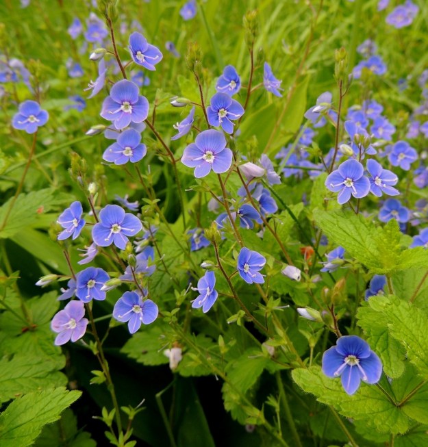 Veronica chamaedrys - nurmitädykkeen kukintoterttu on harsuhko ja yleensä noin 7-13 cm pitkä. EH, Hämeenlinna, Loimalahti, Hirsimäki, kangasmaasto, kävelytien laide, 20.6.2015. Copyright Hannu Kämäräinen.