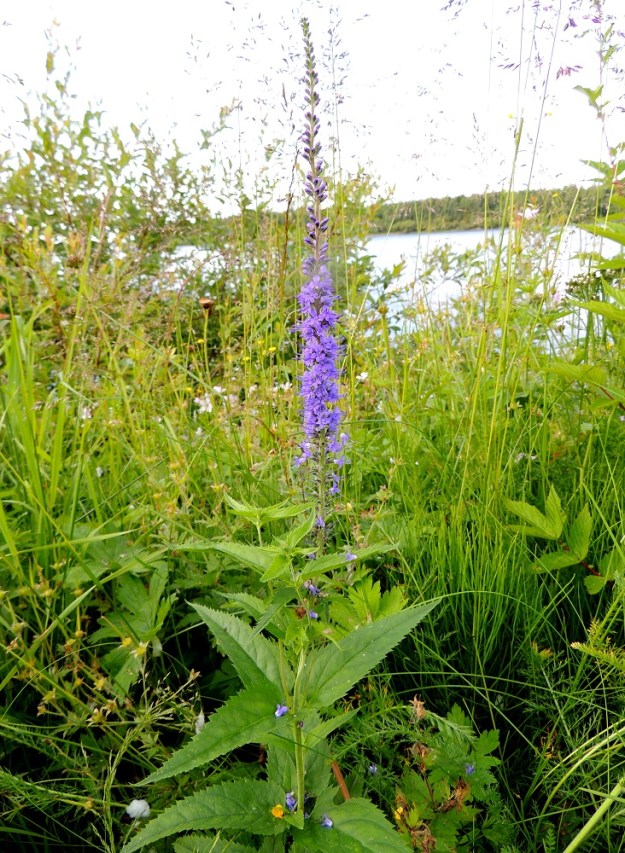 Veronica longifolia var. longifolia -rantatädykkeen var. jokirantatädykkeen tiheän tähkämäinen latvaterttu on tavallisesti noin 10-20 cm pitkä, joskus pitempikin. Varsi on yleensä kukintoon saakka haaraton, mutta voi toisinaan kuvan yksilön tavoin kasvattaa ylempiin lehtihankoihin pitempiäkin ja monilehtiparisia sivuhaaroja. PeP, Tervola, Mattinen, Kemijoen kaakkoispuolinen rantatöyräs koulun lähellä, 16.7.2015. Copyright Hannu Kämäräinen.