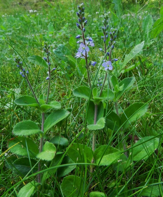 Veronica officinalis - rohtotädykkeen kukkatertut ovat yksittäin tai useammin kaksittain ylemmissä lehtihangoissa. EH, Hämeenlinna, Loimalahti, Hirsimäki, omakotialue, pihamaan laita lähellä metsän reunaa, 26.6.2011. Copyright Hannu Kämäräinen.
