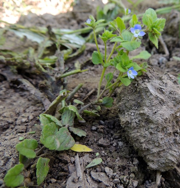 Veronica opaca - himmeätädykkeen varret voivat kuvan tavoin suikertaa myös pitkin maanpintaa ja kääntyä vasta kärkiosastaan pystyyn. Tällöin myös haarominen voi siirtyä latvaosaan. 25.7.2015. Copyright Hannu Kämäräinen.