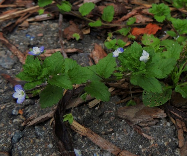 Veronica persica - persiantädyke kuuluu tädykeryhmään, jolla kukat ovat yksittäin varren lehtihangoissa. Teriöt ovat tädykkeiden tapaan lyhytikäisiä ja irtoavat yhdislehtisenä ja ratasmaisena kokonaisuutena (kuvassa oikealla). Teriön torvi on vain 0,5 mm pitkä. EH, Tampere, Tammela, Sorsapuiston pohjoislaita, Lähteenkadun kerrostalon seinusta, 9.7.2014. Copyright Hannu Kämäräinen.