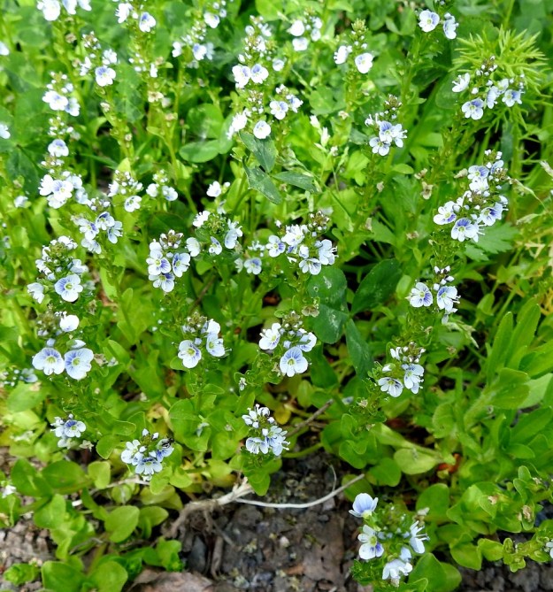 Veronica serpyllifolia subsp. serpyllifolia - orvontädyke subsp. etelänorvontädyke on suurelta osin ihmisen seuralainen ja hyötyy luonnon muokkaamisesta. Sen löytää useimmiten pelloilta, niityiltä, pientareilta, tienvarsilta, joutomailta sekä pihoista ja puistoista. EH, Hämeenlinna, Vuorentaka, Lakee, Hirsimäenkadun laita, pensasaidan vierus, 4.6.2020. Copyright Hannu Kämäräinen.