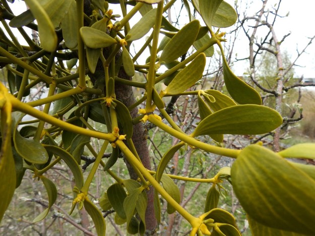 Viscum album subsp. album - euroopanmisteli subsp. lehtipuunmisteli tarhaomenapuulla, Malus domestica. Varret ovat vihreät tai kellanvihreät, kaljut ja tanakat, mutta murtuvat helposti nivelkohdistaan. Nivelvälien pituus on tavallisesti noin 5-10 cm. Lehdet ovat vastakkaiset, möyheähköt, silposuoniset, ehytlaitaiset ja kaljut. Malliltaan ne ovat kapeansoikeat tai vastapuikeat ja usein käyrät tai kierteiset. Pituutta täysikasvuisilla lehdillä on tavallisesti noin 5-7 cm ja leveyttä leveimmältä kohtaa noin 2-2,5 cm. Kukat ovat vuosikasvainten kärjessä ja aika usein myös sen tyvellä olevassa nivelessä, kuten kuvassa. V, Turku, Artukainen, Pansiontien ja radan välinen niittykaista, 4.5.2019. Copyright Hannu Kämäräinen.