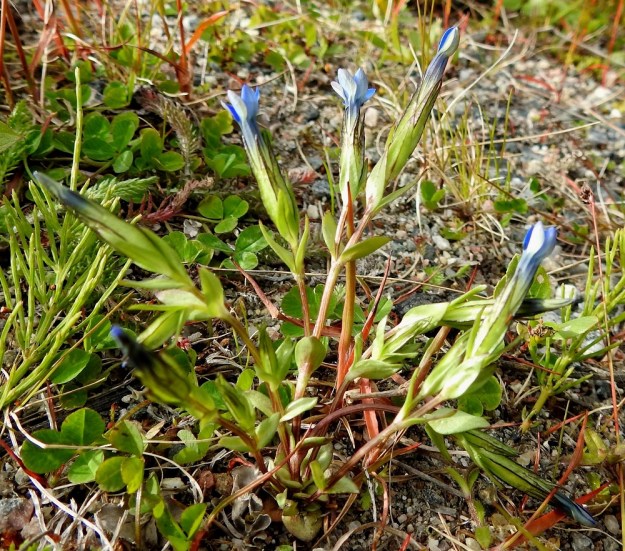 Gentiana nivalis - tunturikatkeron tyvellä on leveänsoikeiden tai -puikeiden aluslehtien muodostama ruusuke. Varsilehdet ovat vastakkaiset ja ruodittomat sekä puikeat tai soikeat ja suippopäiset. Kaikki lehdet ovat ehytlaitaiset sekä tavallisesti noin 3-10 mm pitkät ja leveimmältä kohtaa noin 1-5 mm leveät. Varret ovat särmikkäät, kaljut ja punaruskeat. EnL, Enontekiö, Kilpisjärvi, Saanan alarinne, Käsivarrentien laitaoja lähellä Siilastuvan tienhaaraa, 485 m mpy, 9.7.2018. Copyright Hannu Kämäräinen.