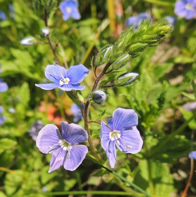 Veronica chamaedrys - nurmitädykkeen kukintotertun kärjessä olevat nuput ovat tiiviinä ryhmänä. Kukkien avautumisvaiheessa terttu kasvaa ja harvenee. Kukkaperä on tukilehdellinen ja noin 5-7 mm pitkä. Tukilehdet ovat noin 4-5 mm pitkät. Verhiö on neliliuskainen. Liuskat ovat tavallisesti noin 4 mm pitkät. Tertturanka, kukkaperät, tukilehdet ja verhiöt ovat karvaiset ja nystykarvaiset. U, Vantaa, Viinikkala, Tuupakanmäki Hommaksentien itäpuolella, mäen tyven laitaniitty, 7.6.2015. Copyright Hannu Kämäräinen.