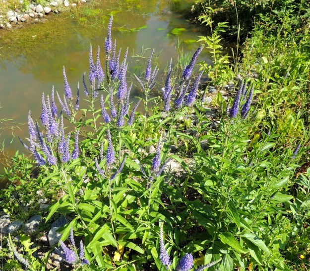 Veronica longifolia var. longifolia - rantatädyke var. jokirantatädyke usein haaroo kukinto-osastaan kukinnan edistyessä. Haaromisen runsaudessa on kuitenkin ilmeisesti perimästä johtuvaa vaihtelua. V, Raasepori, Pohja, Fiskarsin ruukkialue, pohjoisosa, lammikon ranta, 25.7.2014. Copyright Hannu Kämäräinen.