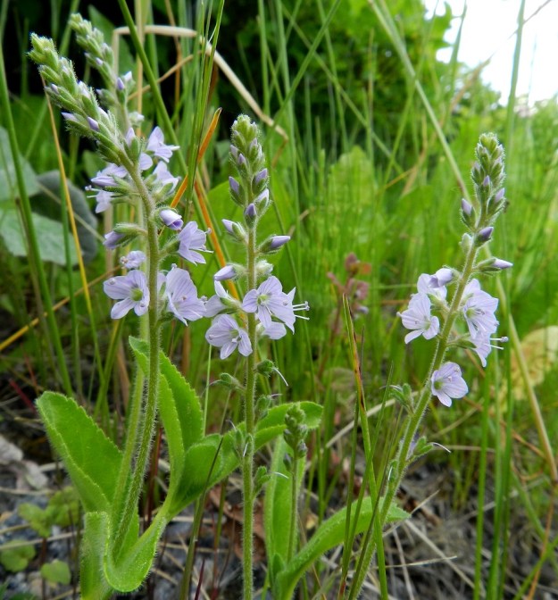 Veronica officinalis - rohtotädykkeen kukkaterttu on tiheähkö ja yleensä noin 5-12 cm pitkä. EH, Hämeenlinna, Pullerinmäki Tiiriö, Pitkätanhuankadun laitaojan rinne, 16.6.2012. Copyright Hannu Kämäräinen.