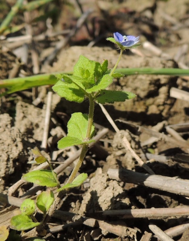 Veronica opaca - himmeätädykkeen lehdet ovat ylöspäin lyhenevästi ruodilliset ja usein latvaosaan saakka vastakkaiset. Kukkaperä on kukintavaiheessa tavallisesti noin 5-10 mm pitkä, joskin kuvan avoimen kukan perä on venähtänyt lähes 15 mm pitkäksi. 25.7.2015. Copyright Hannu Kämäräinen.