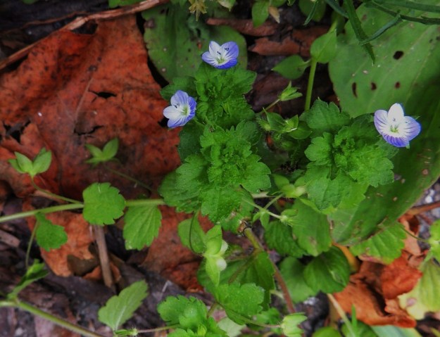 Veronica persica - persiantädykkeen latvassa on kerrallaan enintään vain muutama kukka auki. Teriön tiputtua lyhyen kukoistuskauden jälkeen jäljelle jää joksikin aikaa pelkkä verhiö liuskoineen, kunnes esiin kasvaa kuvan alalaidassakin näkyvä, leveälovinen kota. EH, Tampere, Tammela, Sorsapuiston pohjoislaita, Lähteenkadun kerrostalon seinusta, 9.7.2014. Copyright Hannu Kämäräinen.