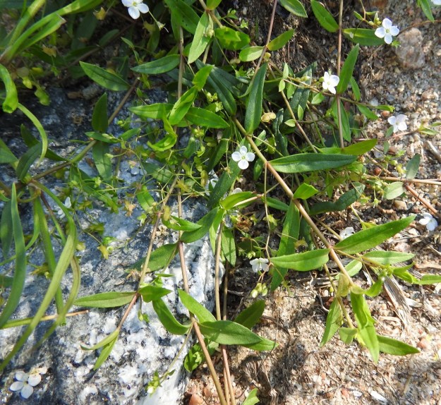 Veronica scutellata - luhtatädykkeen varret ovat vihreät tai usein kuvan tavoin punertavasävyiset. V, Masku, Humikkala, vanhan soranottoalueen pohjoisin lampi (Ison Kiven kuoppa) Raumantien ja Ruskontien kulmauksessa, eteläranta, 27.7.2018. Copyright Hannu Kämäräinen.