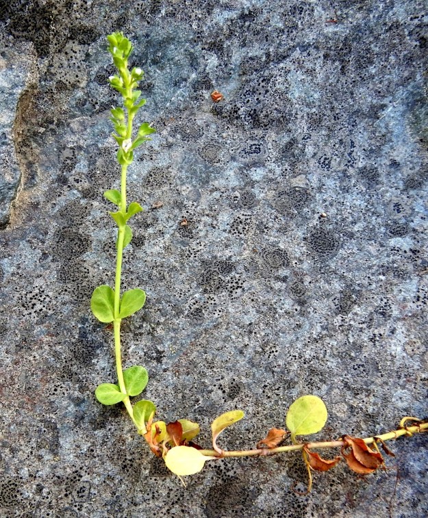 Veronica serpyllifolia subsp. serpyllifolia - orvontädyke subsp. etelänorvontädyke voi olla suikertavan ja juurehtivan varren alaosan kanssa 30 senttiäkin pitkä. Varsi kääntyy kuitenkin jyrkästi pystyyn ja on useimmiten noin 10-20 cm korkea. Lehdet ovat vastakkaiset ja ruodilliset sekä ylempänä lähes tai aivan ruodittomat. Ruodin pituus on ylöspäin lyheten yleensä noin 1-5 mm. EH, Hämeenlinna, Loimalahti, Hirsimäki, omakotialueen piha Näsiäntien varressa, 4.6.2015. Copyright Hannu Kämäräinen.