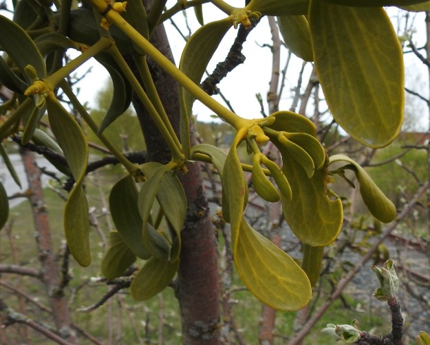 Viscum album subsp. album - euroopanmisteli subsp. lehtipuunmisteli tarhaomenapuulla, Malus domestica. Vuosikasvaimen kärkikukinnon kahta puolen kasvavat pienet tukilehdet, joiden välistä uudet vuosikasvaimet puhkeavat. Joissakin haaroissa ne olivat hyvässä kasvussa jo toukokuun alussa. V, Turku, Artukainen, Pansiontien ja radan välinen niittykaista, 4.5.2019. Copyright Hannu Kämäräinen.