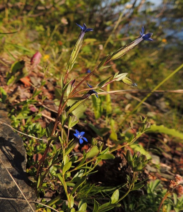Gentiana nivalis - tunturikatkero on kalkinsuosija ja sen alkuperäisinä kasvupaikkoina ovat tunturipaljakan kankaat, pahtojen liepeet, puronvarret ja niittymäiset alueet, joissa maanpinta ei ole sulkeutunut. Se on muinaistulokkaana laskeutunut myös eräiden pohjoisen jokien rantaniityille. Kuvassa seuralaisena kotavaiheessa oleva varputädyke, Veronica fruticans. EnL, Enontekiö, Kilpisjärvi, Saanan lounaisrinne, ensimmäinen, matala pahtaseinämä tunturikoivikkorinteessä, retkeilykeskuksen kohdalla, luonnonsuojelualue, 600 m mpy, 17.7.2013. Copyright Hannu Kämäräinen.